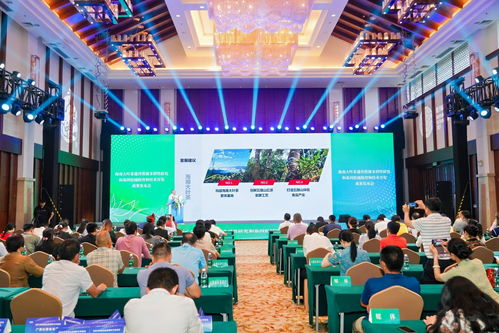 海南大葉茶 山茶家族的新成員，熱帶雨林的獨特饋贈